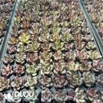 128Pcs/Tray Echeveria Beauty Seedlings - Image 2