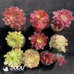 Aeonium Radom Collection 10pcs