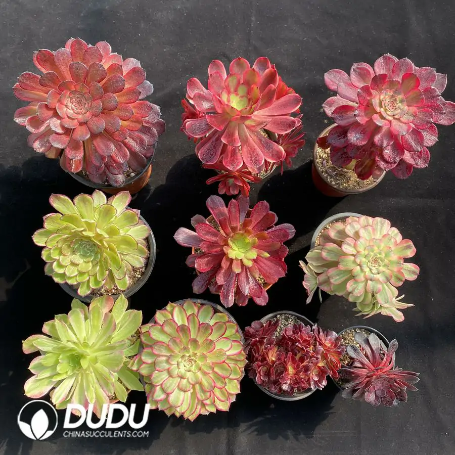 1742529832-e201.webp Aeonium Radom Collection 10pcs - Image 1