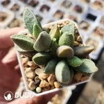 Adromischus Koi