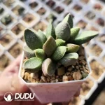 Adromischus Koi - Image 2