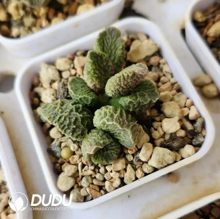 Adromischus Big Fish and Begonia - Image 2