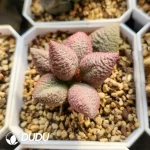 Adromischus Abdomen No.134 Old Pile