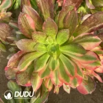 Aeonium Blushing Beauty Colorful Clustering