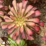 Aeonium Charm Variegated Clustering