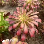 Aeonium Charm Variegated Clustering - Image 2