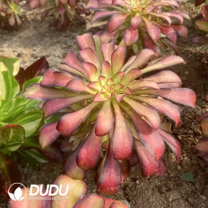 Aeonium Charm Variegated Clustering - Image 2