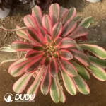 Aeonium Chanel Pink Clustering