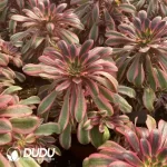 Aeonium Chanel Pink Clustering - Image 2
