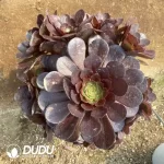 Aeonium Black Devil Clustering