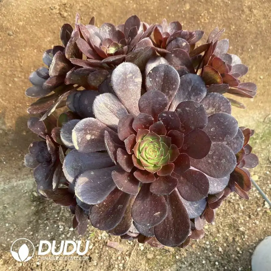 1742795359-e201.webp Aeonium Black Devil Clustering - Image 1