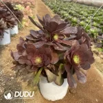 Aeonium Black Devil Clustering - Image 2
