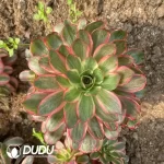 Aeonium Charm Gold Rose Variegated Clustering