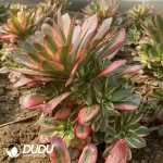 Aeonium Charm Gold Rose Variegated Clustering - Image 2