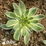 Aeonium Green Lotus