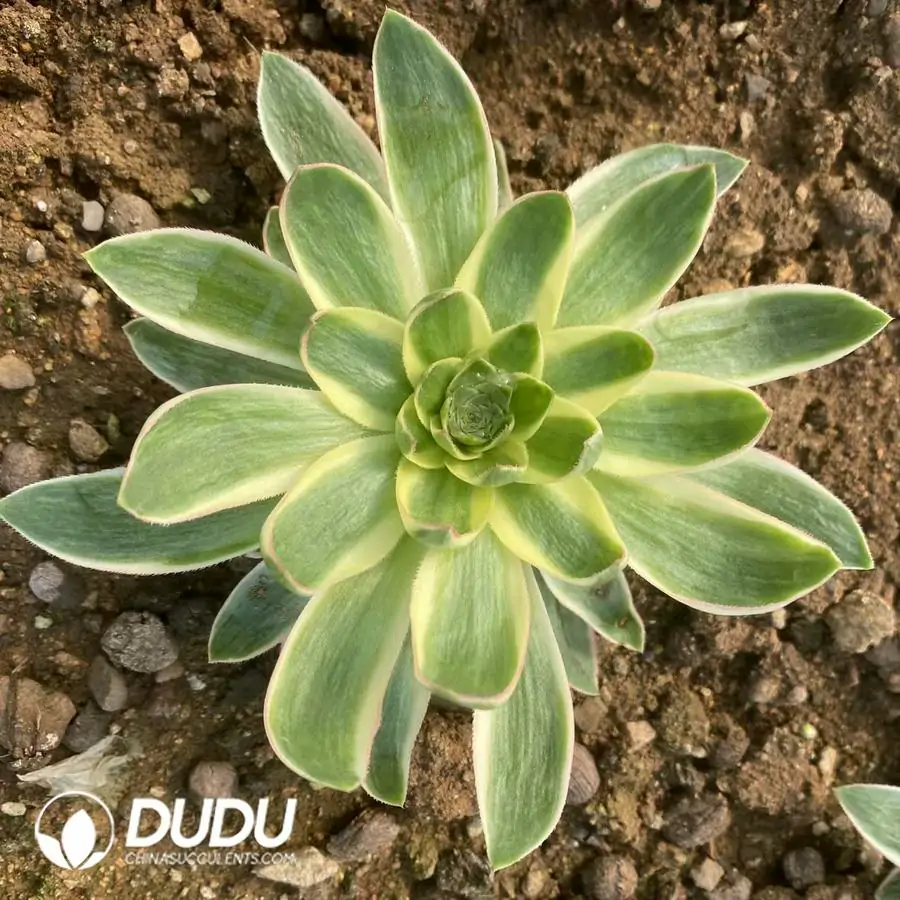 1742795466-e201.webp Aeonium Green Lotus - Image 1