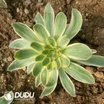 Aeonium Green Lotus - Image 2