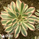 Aeonium Silky Variegated