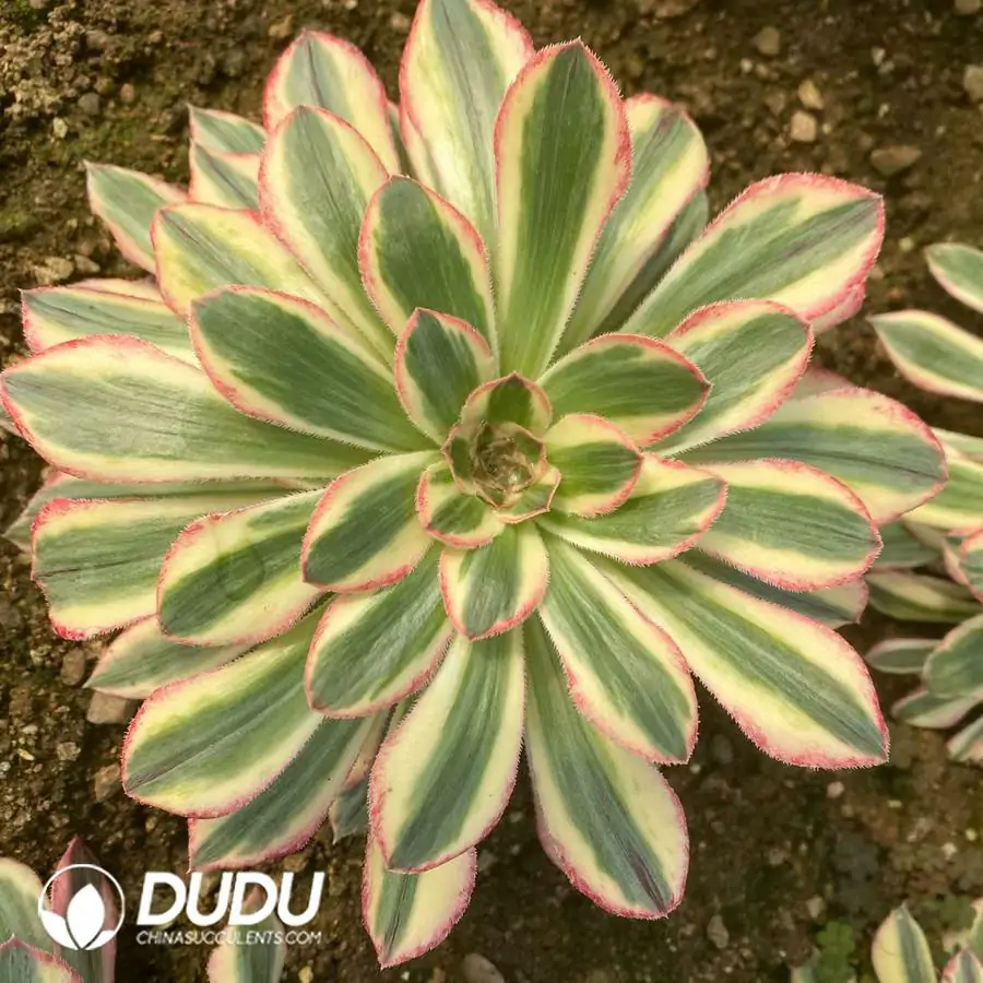 1742795486-e201.webp Aeonium Silky Variegated - Image 1