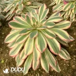 Aeonium Silky Variegated - Image 2