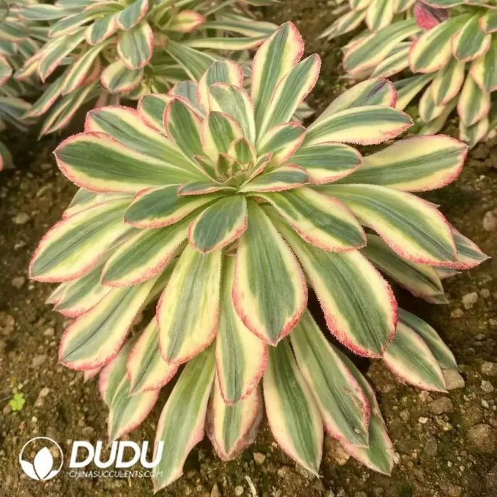 Aeonium Silky Variegated - Image 2