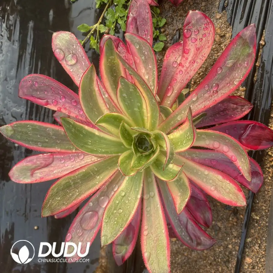 1742795868-e201.webp Aeonium FlameClustering - Image 1