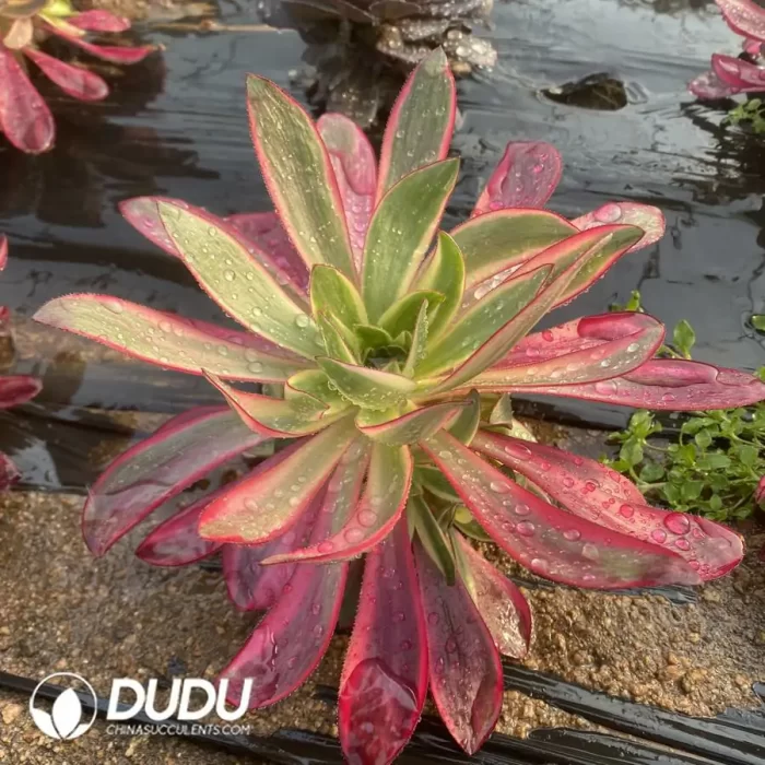 Aeonium FlameClustering - Image 2