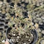 Dicrocaulon Elfin (MD-16)