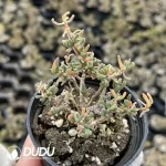 Dicrocaulon Elfin (MD-16) - Image 2