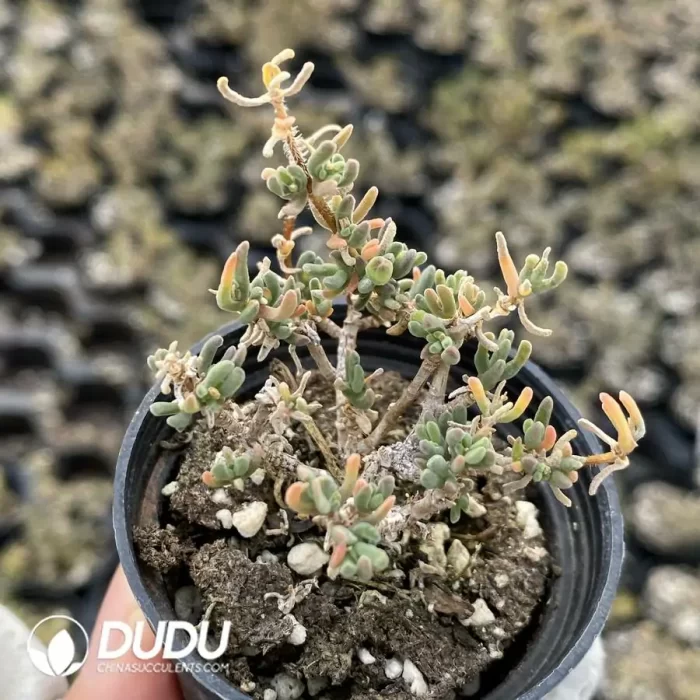 Dicrocaulon Elfin (MD-16) - Image 2