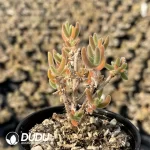 Dicrocaulon Soft Sweets (MD-22)