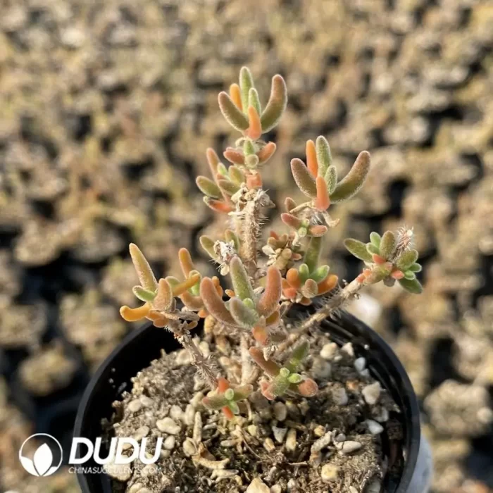 Dicrocaulon Soft Sweets (MD-22) - Image 2