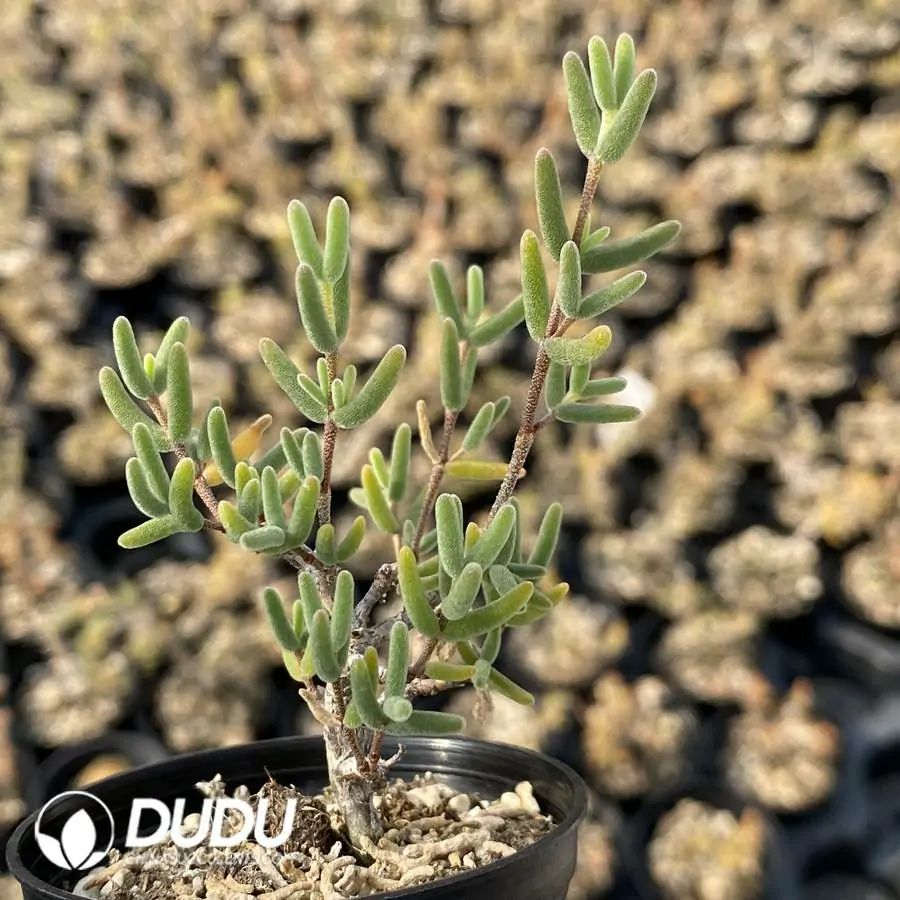 1742896506-e201.webp Dicrocaulon Pencil (MD-18) - Image 1