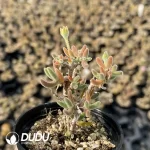 Dicrocaulon Star Prince (MD-28) - Image 2