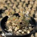 Dicrocaulon Red Flash (MD-7)