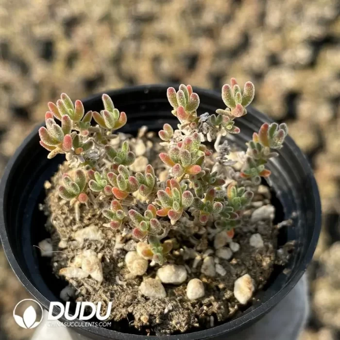 Dicrocaulon Red Flash (MD-7) - Image 2