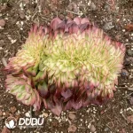 Aeonium Neptune Sakura Variegated Cristata