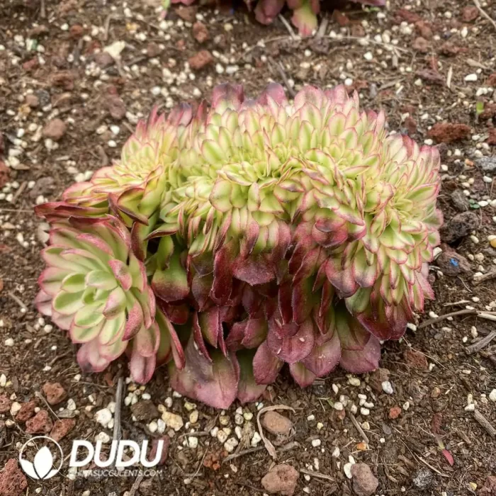 Aeonium Neptune Sakura Variegated Cristata - Image 2