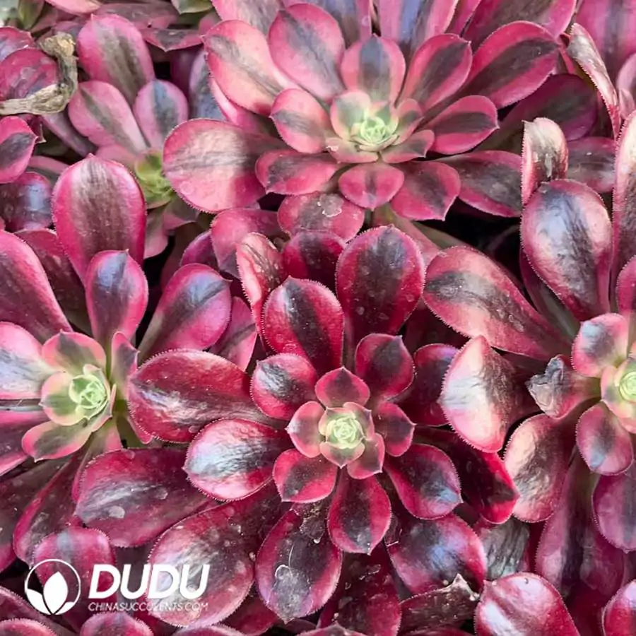 1743041588-e201.webp 128Pcs/Tray Aeonium Medusa Seedlings - Image 1