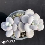 Pachyphytum Cheese Double