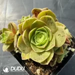 Aeonium Purple Mirror