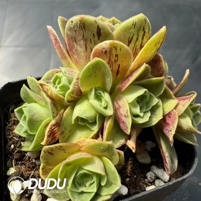 Aeonium Purple Mirror - Image 2