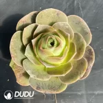 Aeonium Greenovia Pandora