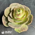 Aeonium Greenovia Pandora - Image 2