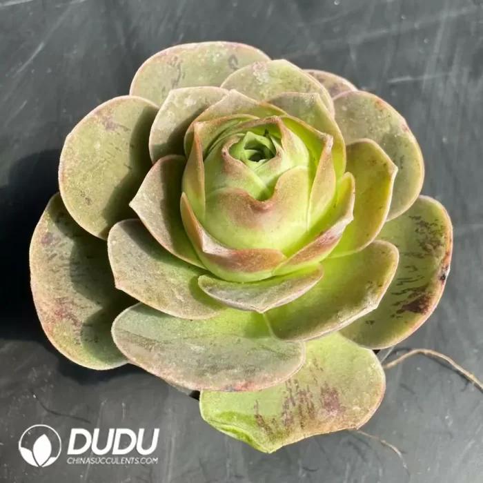 Aeonium Greenovia Pandora - Image 2