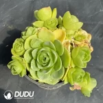 Aeonium Greenovia dodrantalis Clustering