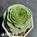 Aeonium Ice Cream Fairy