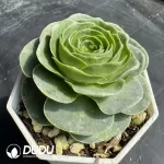 Aeonium Ice Cream Fairy - Image 2