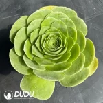 Aeonium Love Letter Peach