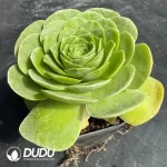 Aeonium Love Letter Peach - Image 2